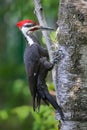 Pileated Woodpecker on birch tree trunk Royalty Free Stock Photo
