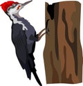 Pileated Woodpecker Bird Animal Vector
