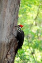 Pileated woodpecker bird