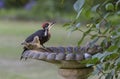 Pileated Woodpecker at Birdbath