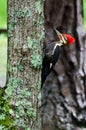 Pileated Woodpecker in Cades Cove GSMNP Royalty Free Stock Photo