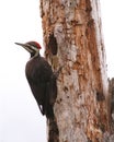 Pileated woodpecker at cavity