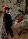 Pileated Woodpecker Beside Cavity in Tree