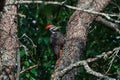 Pileated woodpecker clinging to a tree