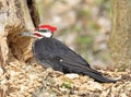 Pileated woodpecker cut out a hole on a tree trunk Royalty Free Stock Photo