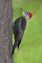 Pileated Woodpecker (Dryocopus pileatus)