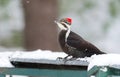 Pileated Woodpecker Dryocopus pileatus. Big black woodpecker with red crown, lands on a feeding platform in woodland snow.