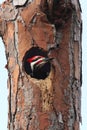 Pileated Woodpecker (Dryocopus pileatus)