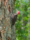 The pileated woodpecker Dryocopus pileatus is pecking at the