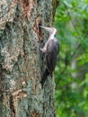 The pileated woodpecker Dryocopus pileatus is pecking at the