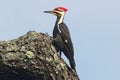 Pileated Woodpecker (Dryocopus pileatus)