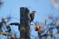 Pileated Woodpecker on electrical pole