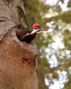 Pileated Woodpecker Emerging From Cavity in Tree