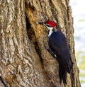 Pileated Woodpecker Enlarging a hole