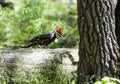 A Pileated Woodpecker flies from tree to tree hunting for food.