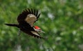 Pileated Woodpecker in Flight Royalty Free Stock Photo