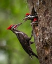 Pileated Woodpecker in Florida Royalty Free Stock Photo