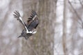 Pileated woodpecker flying into the forest Royalty Free Stock Photo