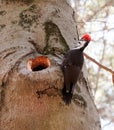 Pileated Woodpecker at Hole in Tree