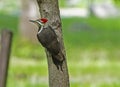 A Pileated Woodpecker flies from tree to tree hunting for food.