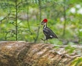 A Pileated Woodpecker flies from tree to tree hunting for food.