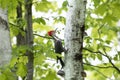 A Pileated woodpecker hunting for a meal in the forest in spring Royalty Free Stock Photo