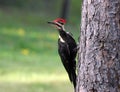 Pileated woodpecker on Lake of the Woods near Kenora, Ontario