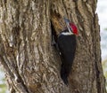 Pileated Woodpecker Making a hole Royalty Free Stock Photo