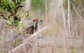 Pileated Woodpecker, Okefenokee Swamp National Wildlife Refuge
