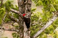 Pileated Woodpecker