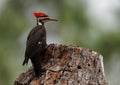 Pileated Woodpecker perched on Tree Stump Royalty Free Stock Photo