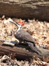 Pileated woodpecker perching on a tree trunk into the forest Royalty Free Stock Photo