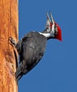 Pileated Woodpecker Royalty Free Stock Photo