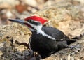 Pileated woodpecker portrait into the forest Royalty Free Stock Photo