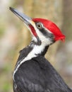 Pileated woodpecker portrait into the forest Royalty Free Stock Photo