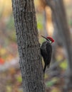 Pileated Woodpecker Portrait Royalty Free Stock Photo