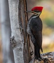 Pileated Woodpecker Portrait Royalty Free Stock Photo