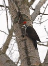 Pileated woodpecker portrait sitting on a tree trunk into the forest Royalty Free Stock Photo