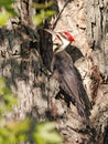 Pileated woodpecker portrait sitting on a tree trunk into the forest Royalty Free Stock Photo