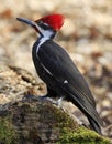 Pileated woodpecker portrait sitting on a tree trunk Royalty Free Stock Photo