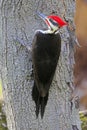 Pileated woodpecker portrait sitting on a tree trunk Royalty Free Stock Photo