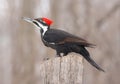 Pileated woodpecker portrait sitting on a tree trunk into the forest, Quebec Royalty Free Stock Photo