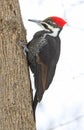 Pileated woodpecker portrait sitting on a tree trunk into the forest, Quebec Royalty Free Stock Photo