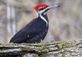 Pileated woodpecker portrait sitting on a tree trunk Royalty Free Stock Photo