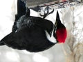 Pileated Woodpecker is a regular visitor at suet feeders in NYS Royalty Free Stock Photo