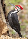 Pileated woodpecker sitting on the tree trunk into the forest, Quebec Royalty Free Stock Photo