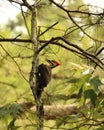 Pileated Woodpecker