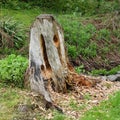 Pileated Woodpecker digs for insects causing tree damage Royalty Free Stock Photo