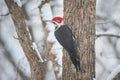 Pileated Woodpecker Braves Snowstorm Royalty Free Stock Photo