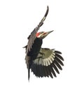 Pileated Woodpecker Watercolor